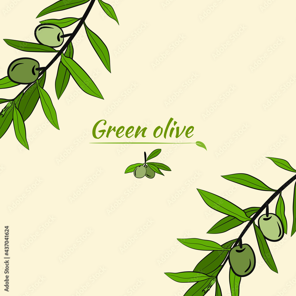 Template for design with olive fruits and tree branches. Olive tree branch hand drawn illustration in sketch style. Design elements for label, emblem, banner.