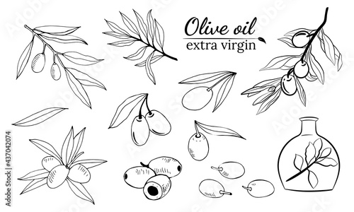 Olive fruit, branches tree and olive oil bottle sketches set. Set of illustrations of olive branch.Olive tree branch hand drawn illustration in sketch style. Design elements for label, emblem, banner.
