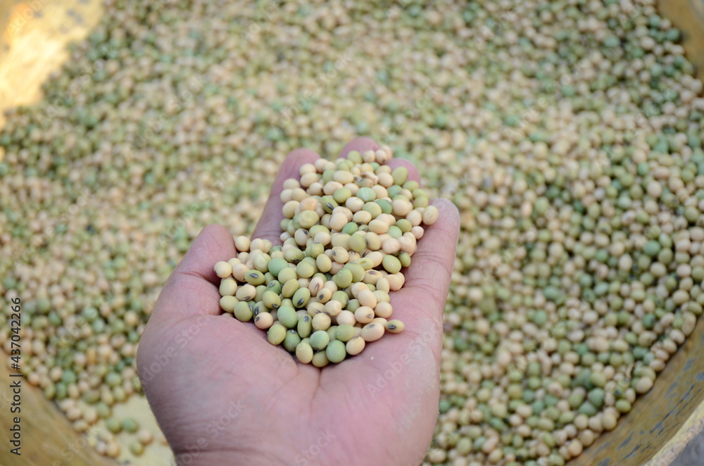 closeup bunch the yellow green soybean grains hold hand over out focus of the yellow brown background. closeup bunch the yellow green soybean grains hold hand over out focus of the yellow brown background.