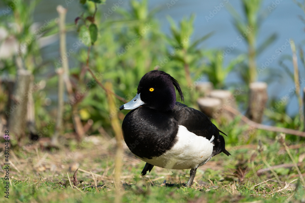 Fototapeta premium Tufted duck walking