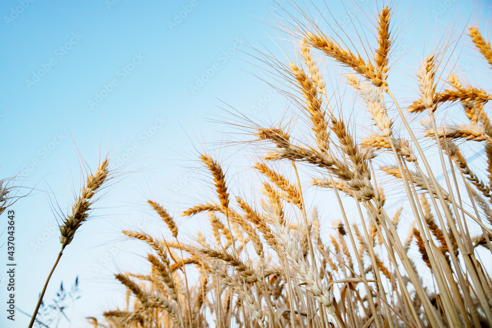 Wheat harvesting in the summer. Golden ear of ripe wheat on the field. Wheat harvesting in the summer. Golden ear of ripe wheat on the field.
