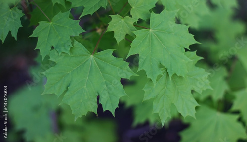 Summer green maple leaves background. Green maple leaves. Maple leaves green foliage. Copy space