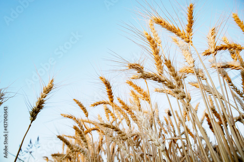 Wheat harvesting in the summer. Golden ear of ripe wheat on the field.
