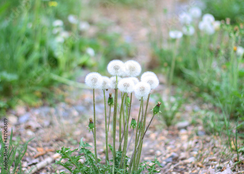 Banner dandelion flower in green grass. Blooming spring meadow. Eco friendly background. Green bokeh. Close-up. Shallow depth of field. Website template.