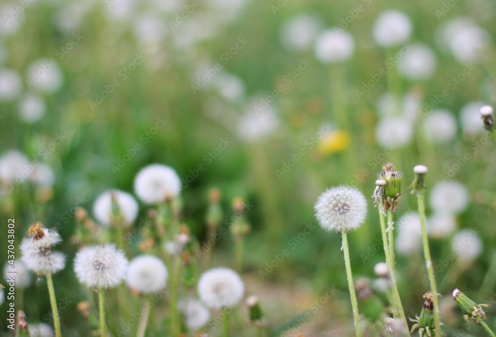 Banner dandelion flower in green grass. Blooming spring meadow. Eco friendly background. Green bokeh. Close-up. Shallow depth of field. Website template.