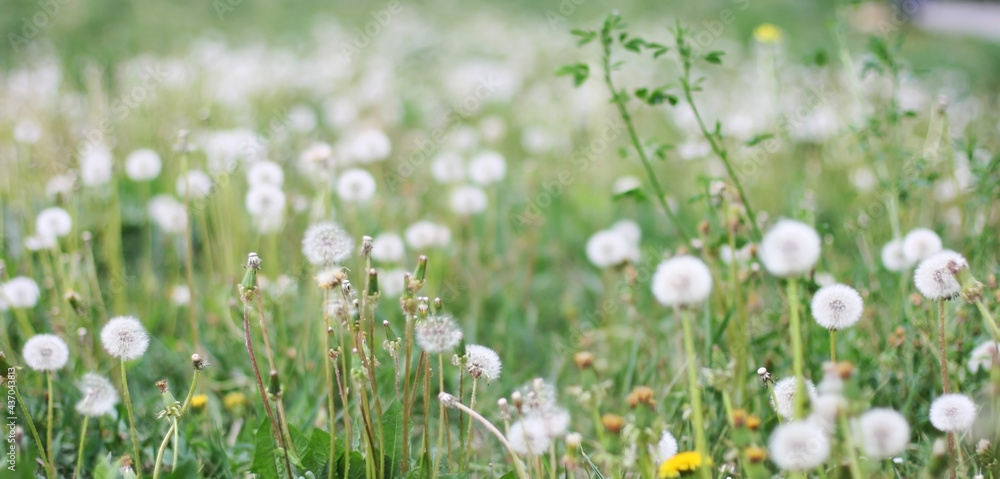 Banner dandelion flower in green grass. Blooming spring meadow. Eco friendly background. Green bokeh. Close-up. Shallow depth of field. Website template.