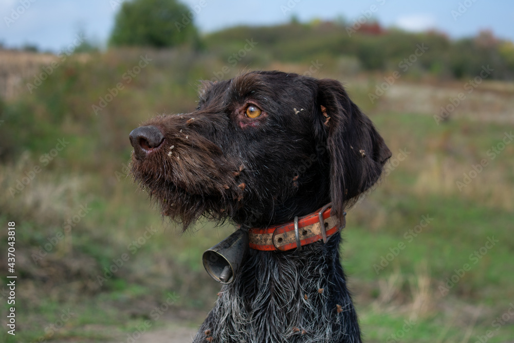 shorthaired pointer on a hunt