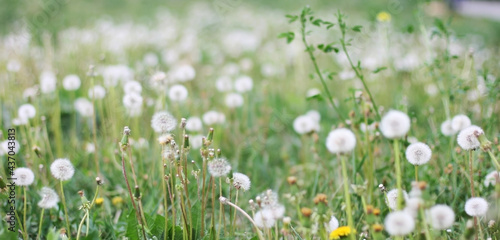 Banner dandelion flower in green grass. Blooming spring meadow. Eco friendly background. Green bokeh. Close-up. Shallow depth of field. Website template.