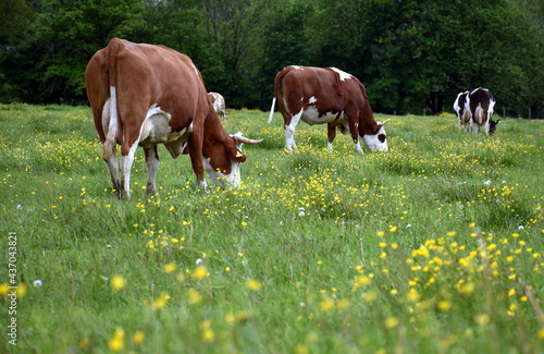 Schwarzwaldkühe auf einer Frühlingswiese