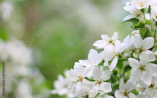Blossoming apple trees in spring on nature outdoors. White apple flowers  amazing colorful dreamy romantic artistic image spring nature  banner format  copy space.