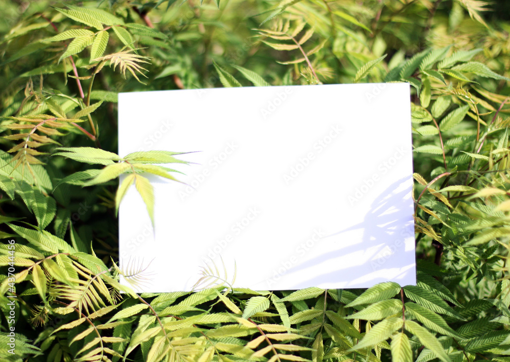 Paper card mockup on a green leaves.Creative layout made of flowers and leaves with paper card note. Flat lay. Nature concept.