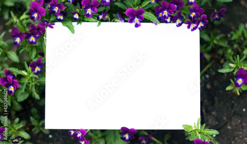 Pansy flowers and empty paper sheet on a green background. Spring border green blossom, top view. Blank template for your text, flat lay.