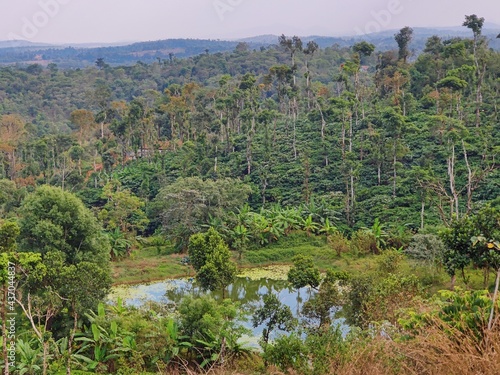 lake in the forest