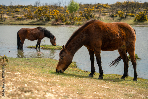 horses grazing new forest