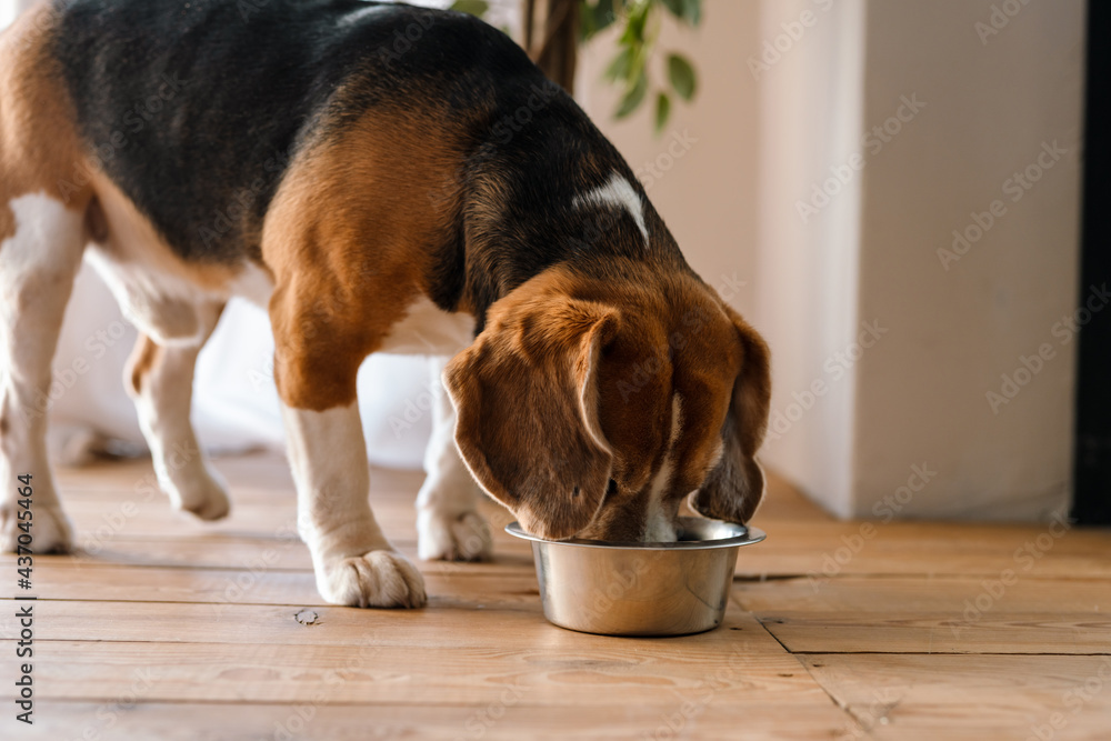 Εκτύπωση καμβά Beagle dog eating from a bowl