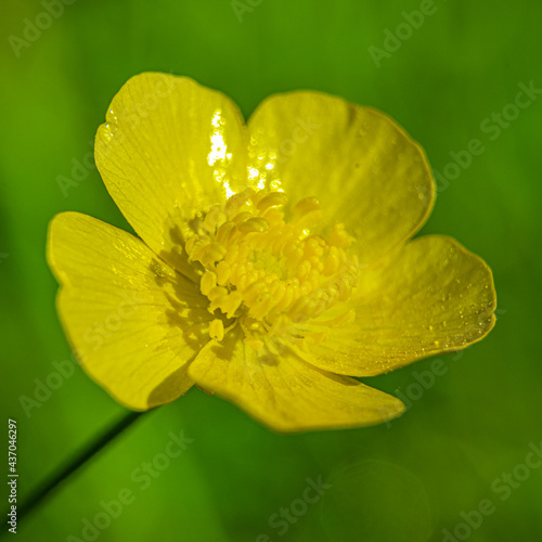 Żółty kwiat polny