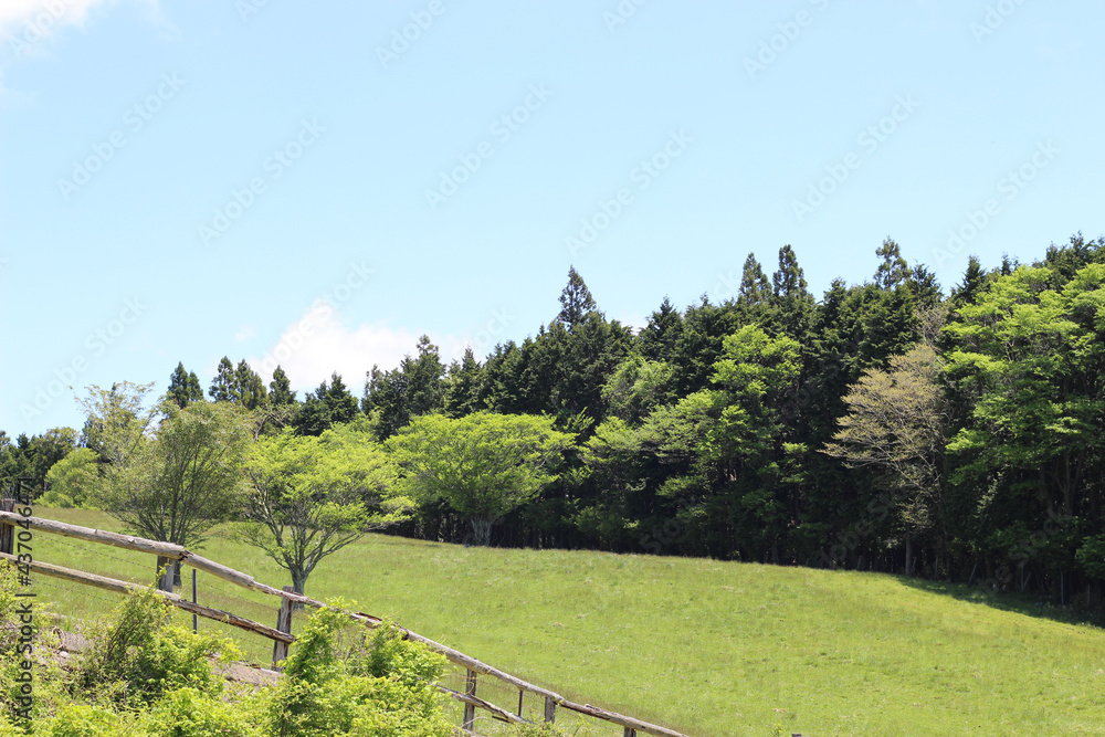 初夏の草原の風景 初夏の草原の風景