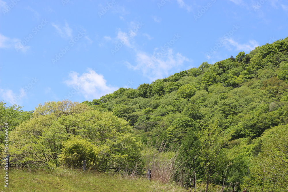 初夏の草原の風景