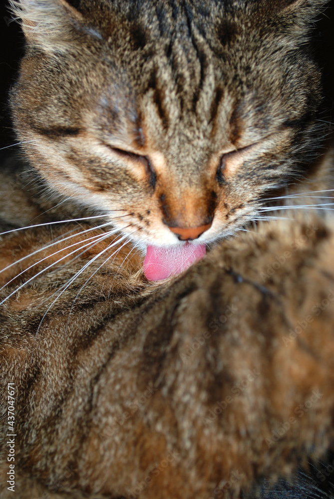 Eine Tigerkatze schleckt ihr Fell glatt. Eine Tigerkatze schleckt ihr Fell glatt.