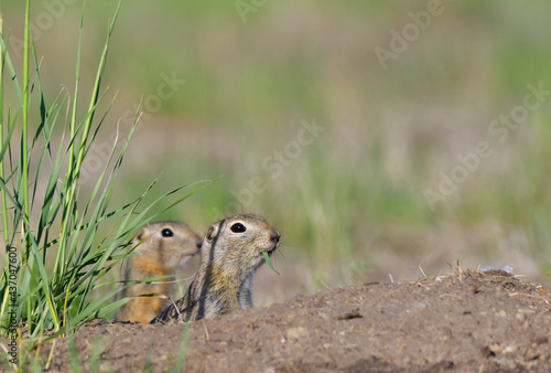 фотографія a pair of Richardson ground squirrels