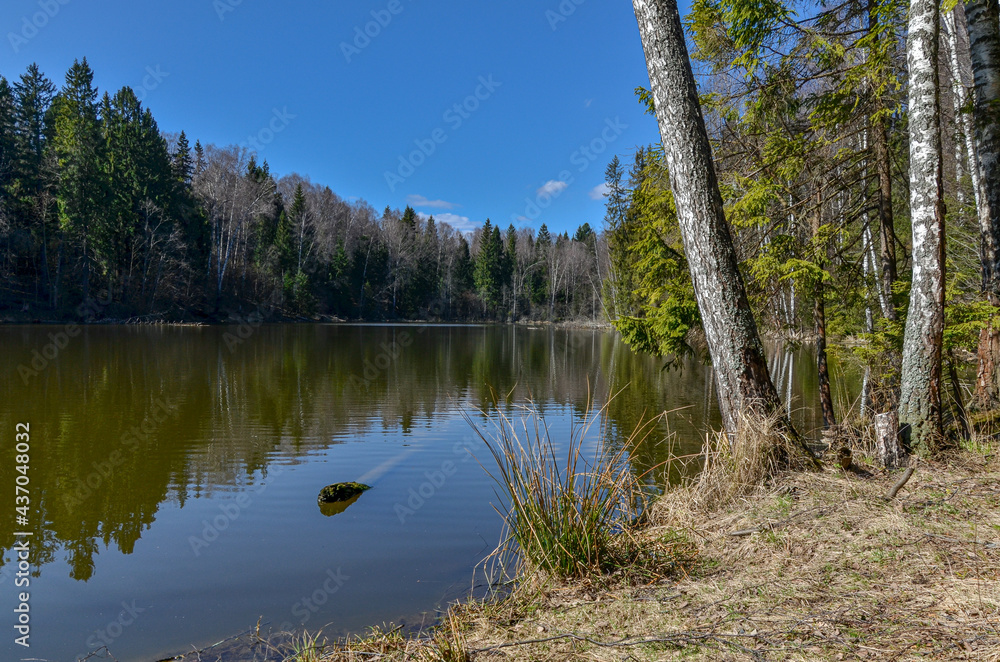 forest lake on sunny day in early spring
