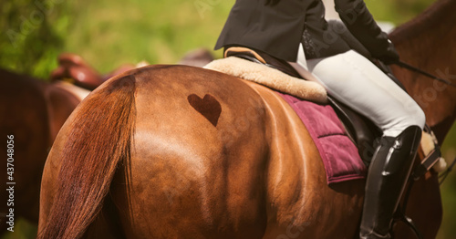 The heart symbol is shaved on the rump of a sorrel horse, on the back of which sits a rider on a pink saddle cloth on a summer day. Horseback riding on the honeymoon. The horse is a friend of human.