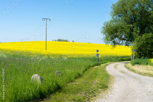 small street throug the blooming rapeseed fields in Mecklenburg Western Pomerania on a bright summer day