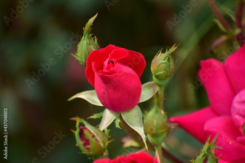 a rose bloom in spring