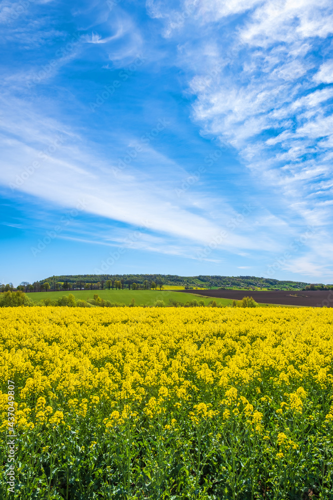 Rural view with flowering rapeseed in a cultivated land