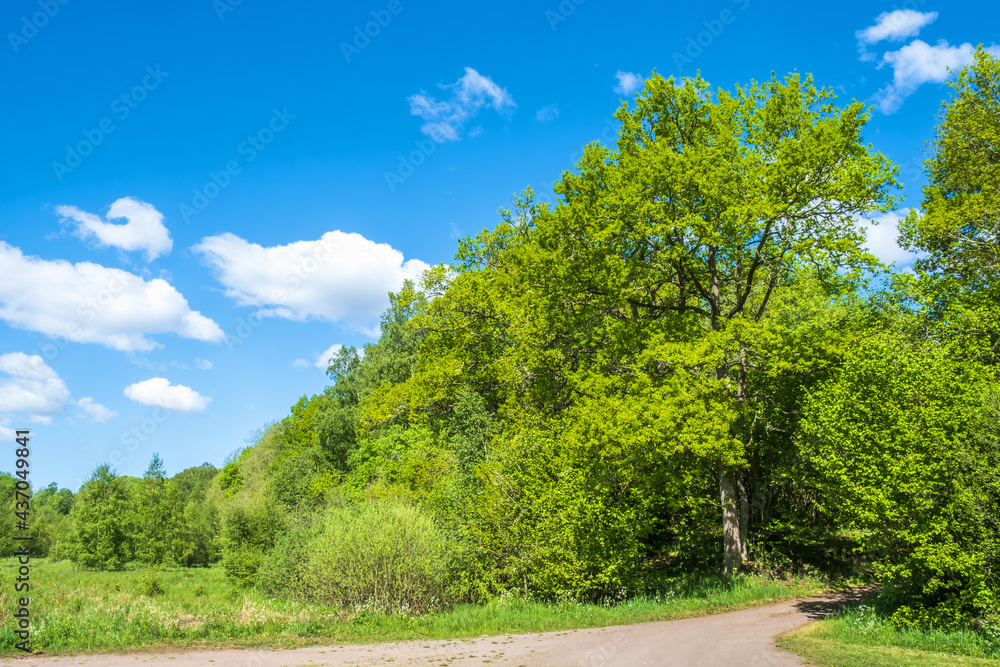 Gravel road with lush trees in a deciduous forest