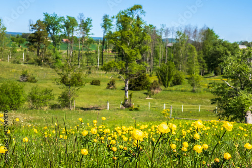 Globeflowers on a sunny meadow in the summer