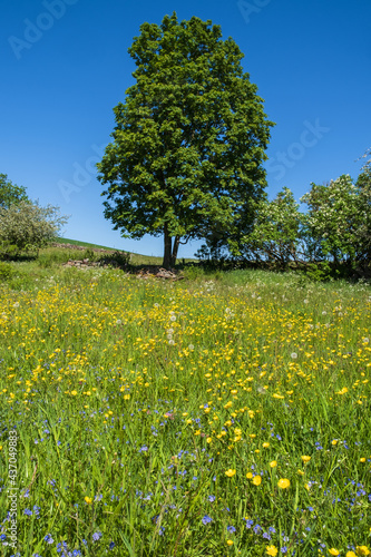 Beautiful flowering meadow with wildflowers a a lush tree