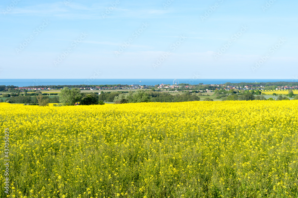Fototapeta premium blooming rapeseed fields in Mecklenburg Western Pomerania on a bright summer day at the coastline of the baltic sea 
