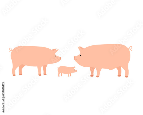 Fototapeta Family of farm domestic pig, mom dad and piglet