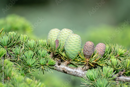 Close-up shot of Blue Atlas Cedar (Cedrus Atlantica) cones photo