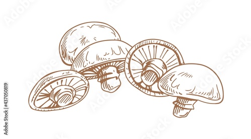 Outlined drawing of champignons Portobello. Engraving of edible portobella mushrooms. Organic natural fungi. Contoured hand-drawn vector illustration of fungus isolated on white background