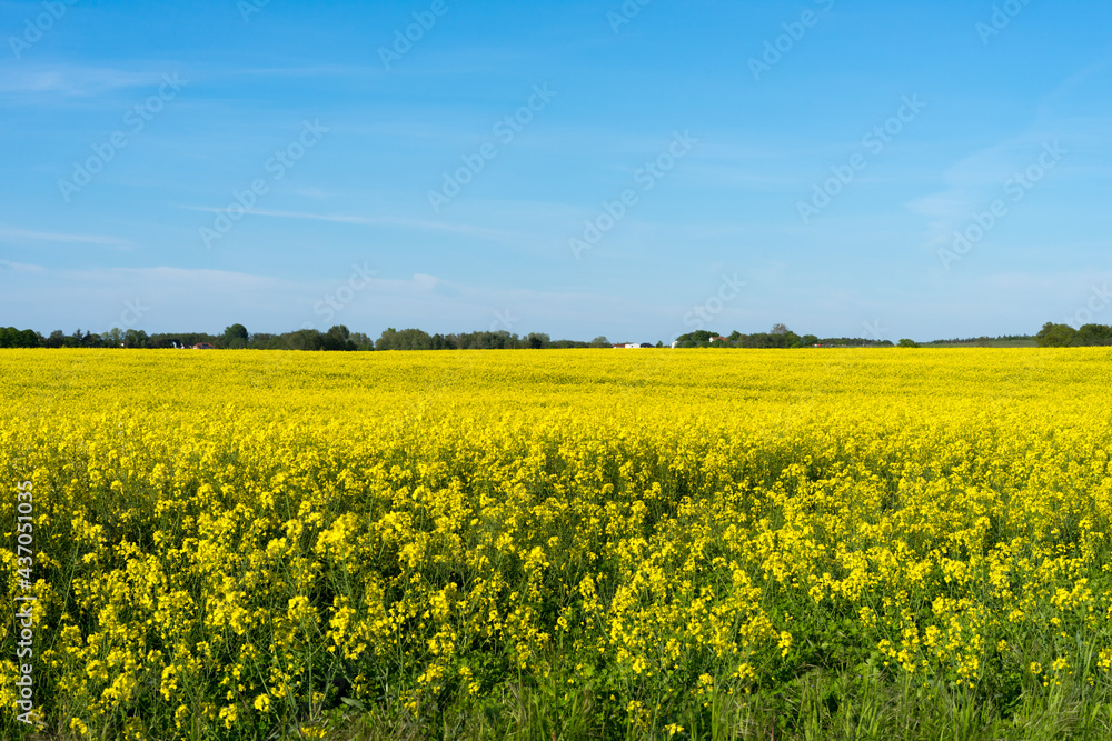 blooming rapeseed fields in Mecklenburg Western Pomerania on a bright summer day blooming rapeseed fields in Mecklenburg Western Pomerania on a bright summer day