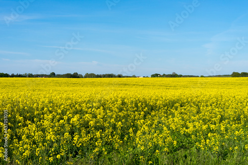blooming rapeseed fields in Mecklenburg Western Pomerania on a bright summer day © Vivid phantasy