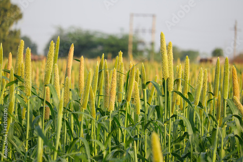 cultivation pearls millet fields,pearls production of beer and wine,fields of pearl millets ( bajra ) in gujarat