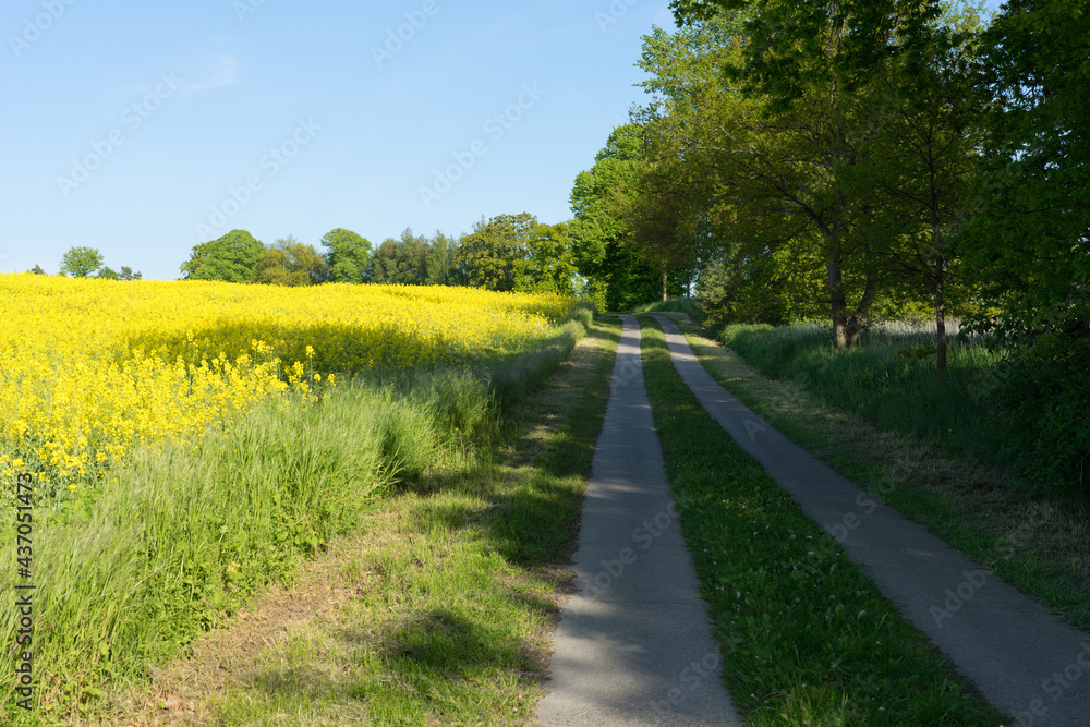 Naklejka premium small street throug the blooming rapeseed fields in Mecklenburg Western Pomerania on a bright summer day