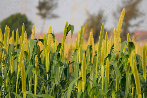 Bajra fields in Somnath gujarat,millet or sorghum plant views in a farmland,cultivation pearls millet fields,pearls production of beer and wine,fields of pearl millets ( bajra ) in gujarat