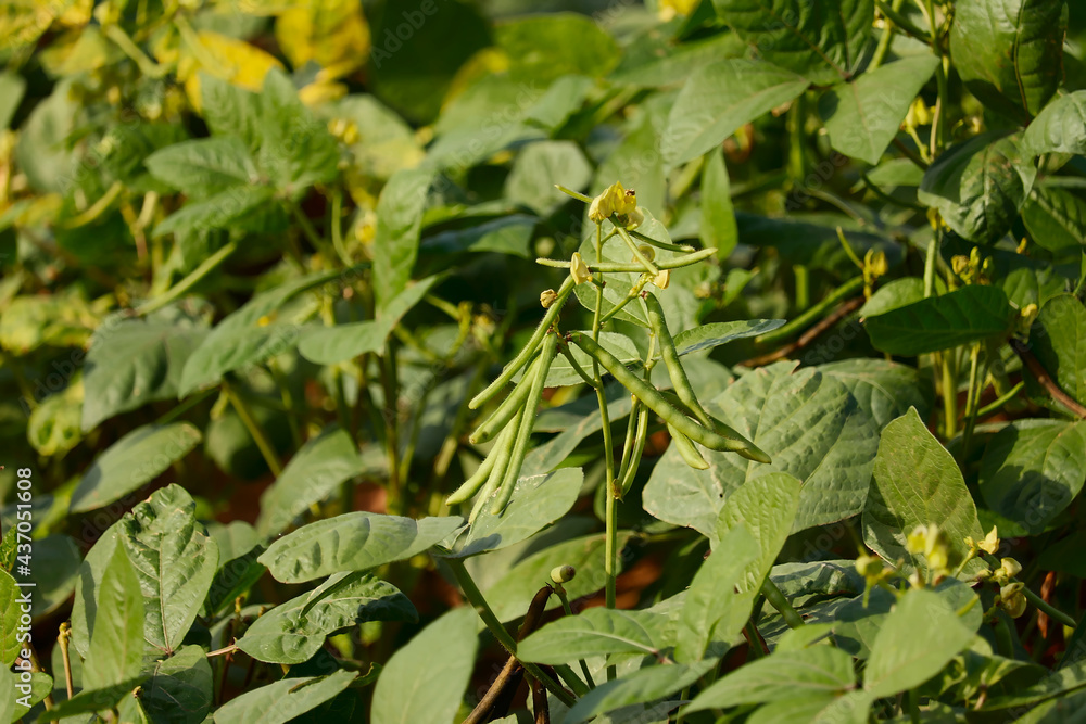 cultivation of Moong,mung bean green pods (Vigna radiata) and mung bean leaves,agriculture concept cultivation of Moong,mung bean green pods (Vigna radiata) and mung bean leaves,agriculture concept