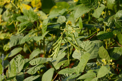 cultivation of Moong,mung bean green pods (Vigna radiata) and mung bean leaves,agriculture concept photo