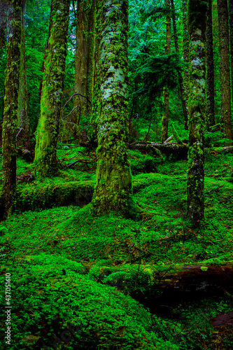 Hoh rain forest nature Mount Rainier National Park in Washington state,USA