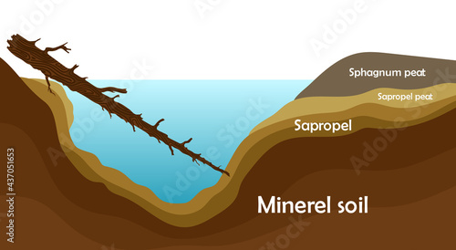 Sapropel and peat in nature. Structure of pond and marsh with bottom sediments. Vector illustration EPS10