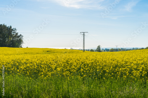 blooming rapeseed fields in Mecklenburg Western Pomerania on a bright summer day at the coastline of the baltic sea 