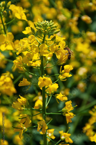 Bee collecting the nectar from rapeseed flowers