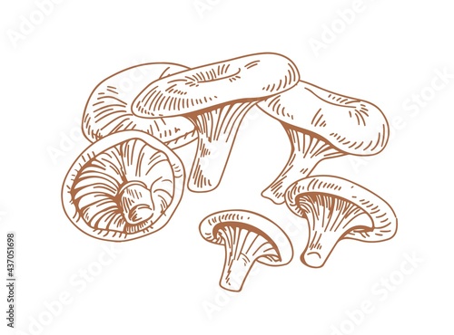 Outlined vintage drawing of niscalo, red pine mushroom, or saffron milk cap. ...