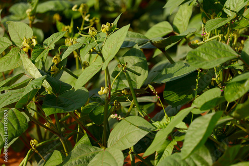 Photography Green Gram Crop in the field or Moong, high protein green mung beans plant in ga