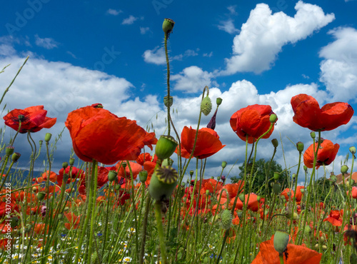poppies bloomed in the spring in Bulgaria_9